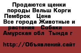 Продаются щенки породы Вельш Корги Пемброк › Цена ­ 40 000 - Все города Животные и растения » Собаки   . Амурская обл.,Тында г.